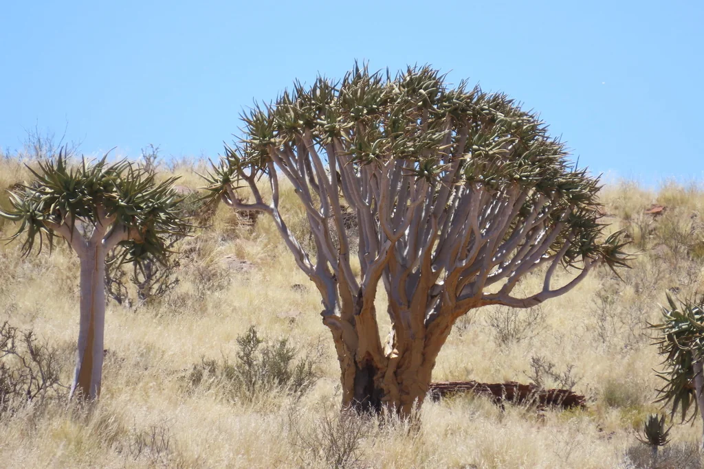 Aloe Dichotoma