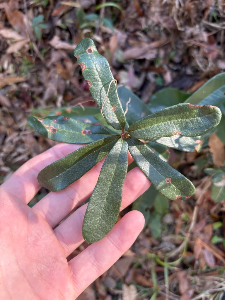 Quercus Virginiana