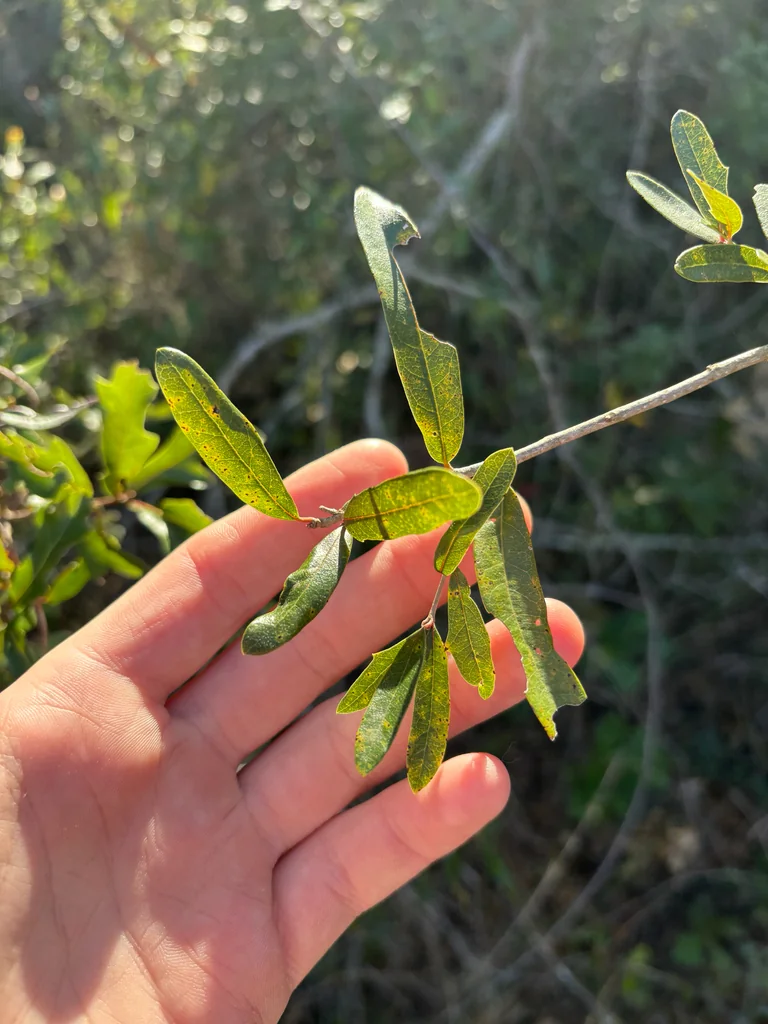 Quercus Virginiana