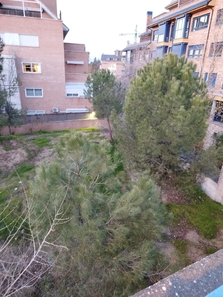 Pinus Pinea