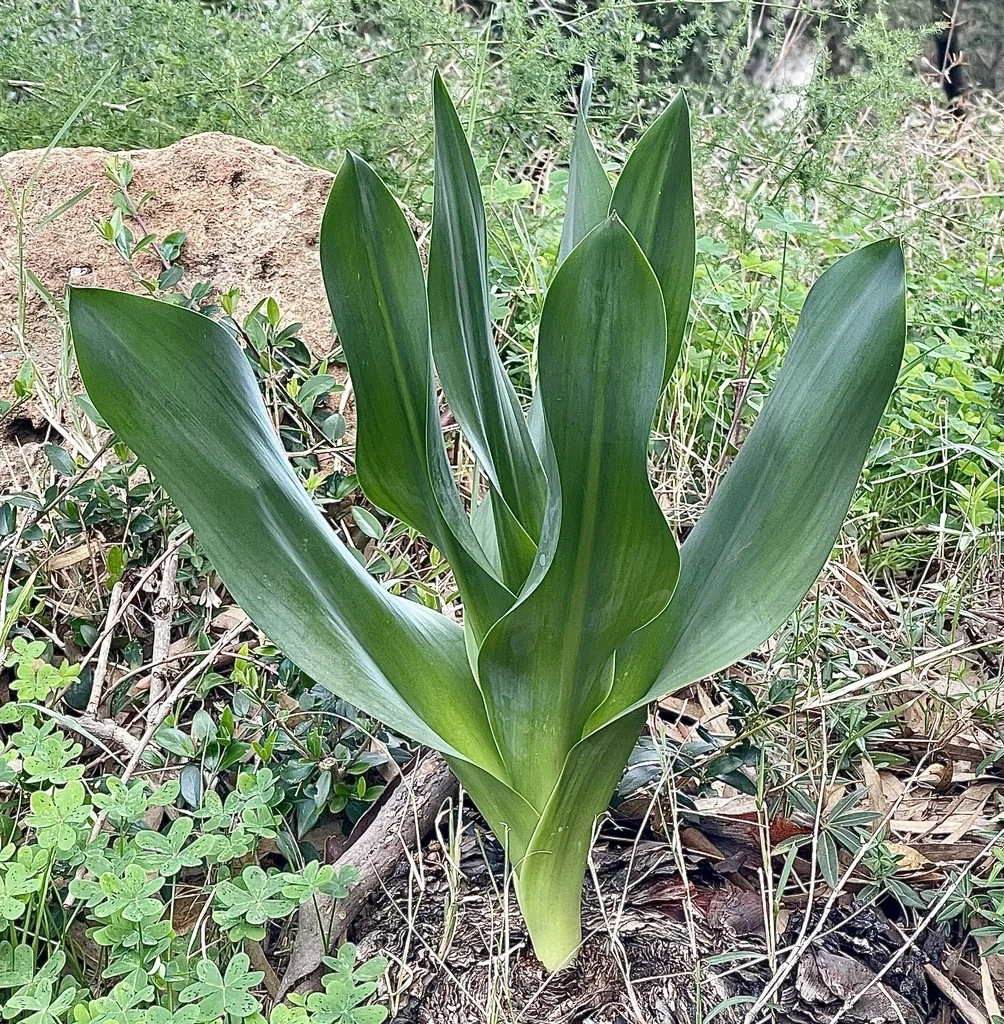 Drimia maritima