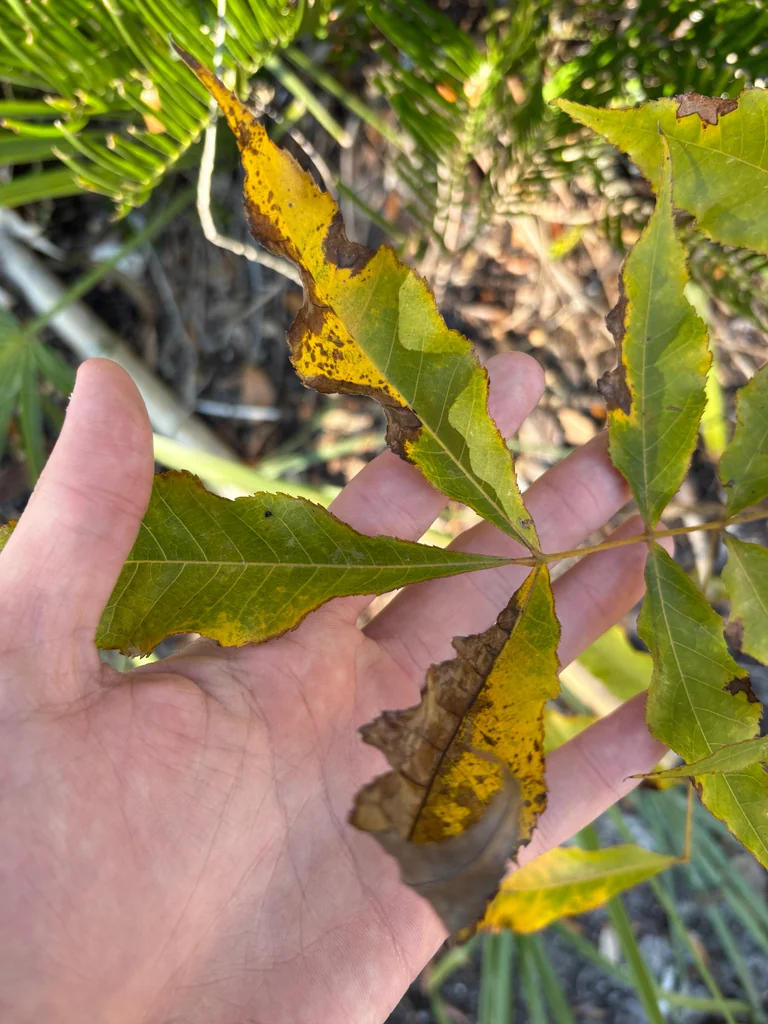 Carya Glabra