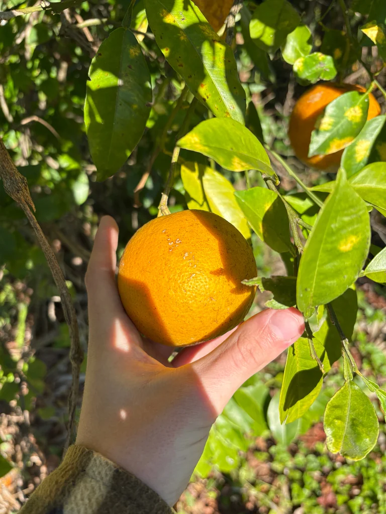 Citrus Aurantium
