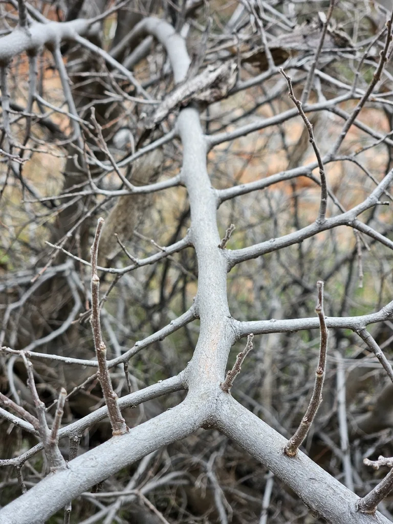 Celtis Reticulata