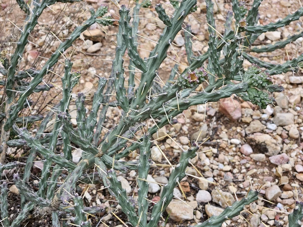 Cylindropuntia Arbuscula