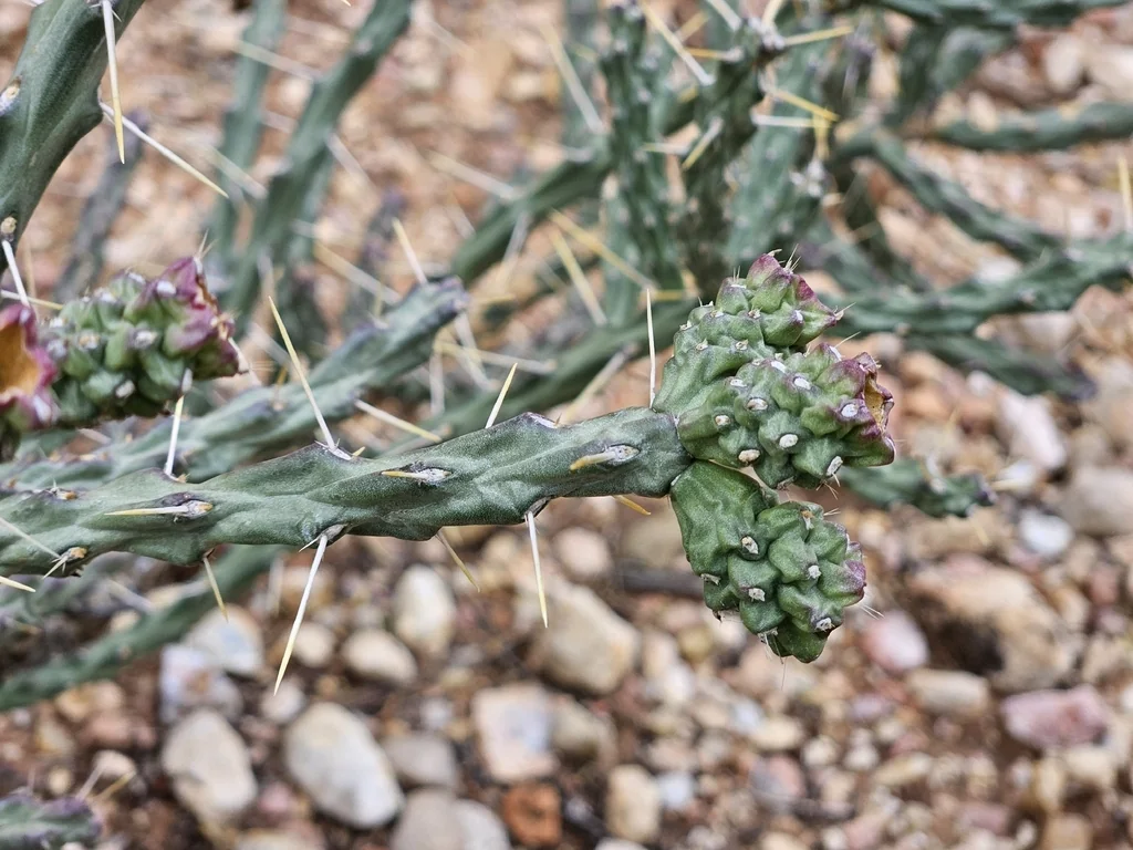 Cylindropuntia Arbuscula