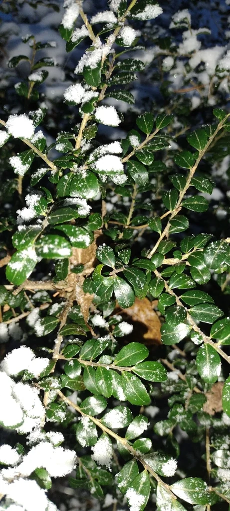Ilex crenata