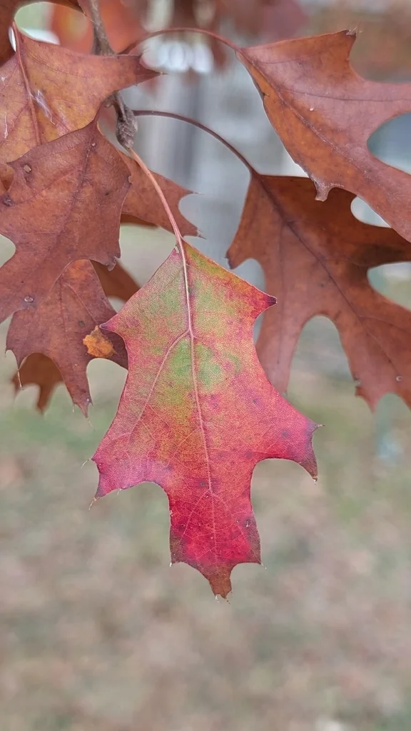Quercus Buckleyi