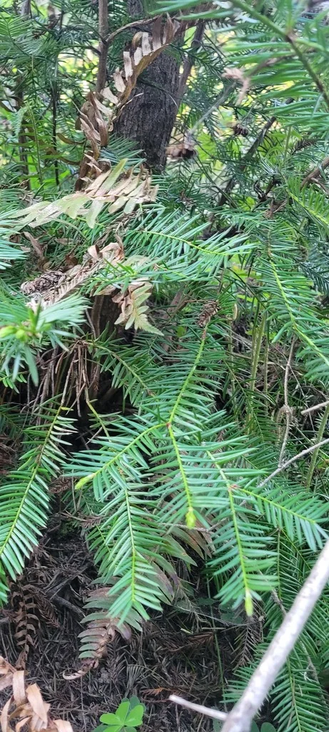 Torreya Californica