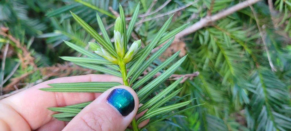 Torreya Californica
