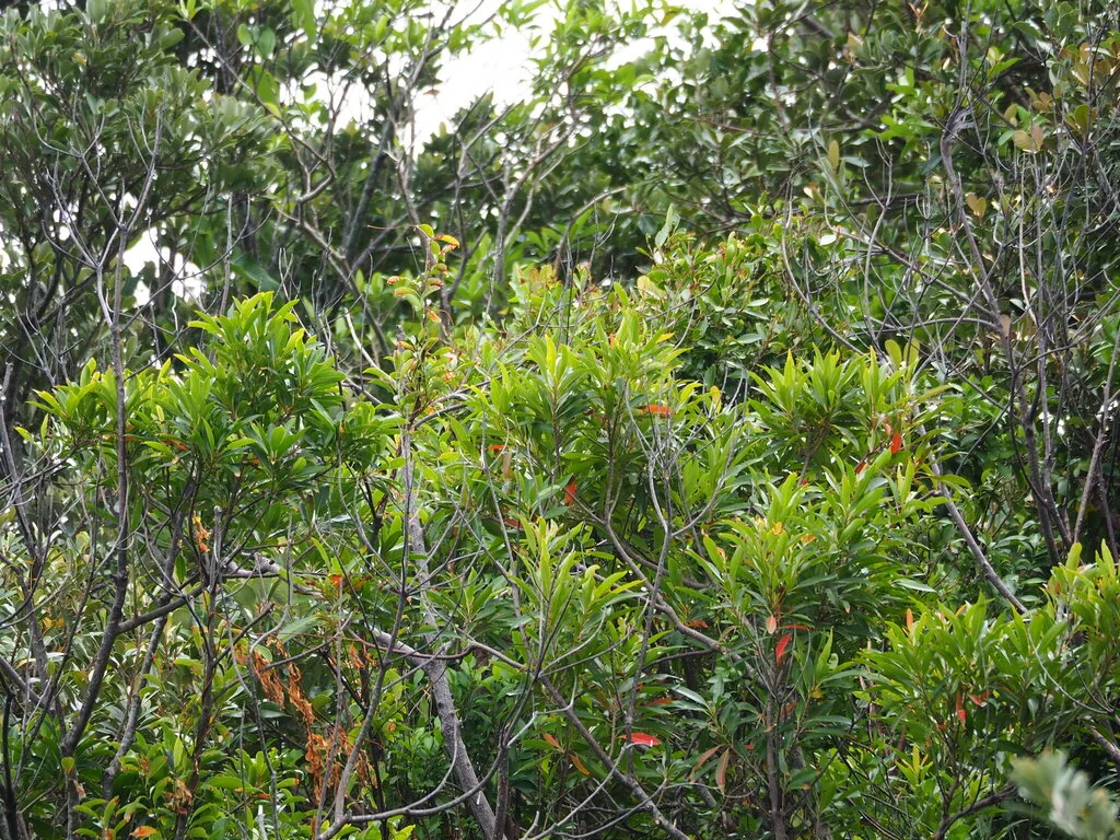 Elaeocarpus Decipiens