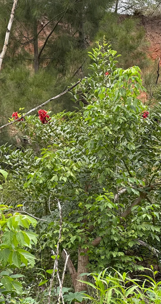 Erythrina Crista-Galli