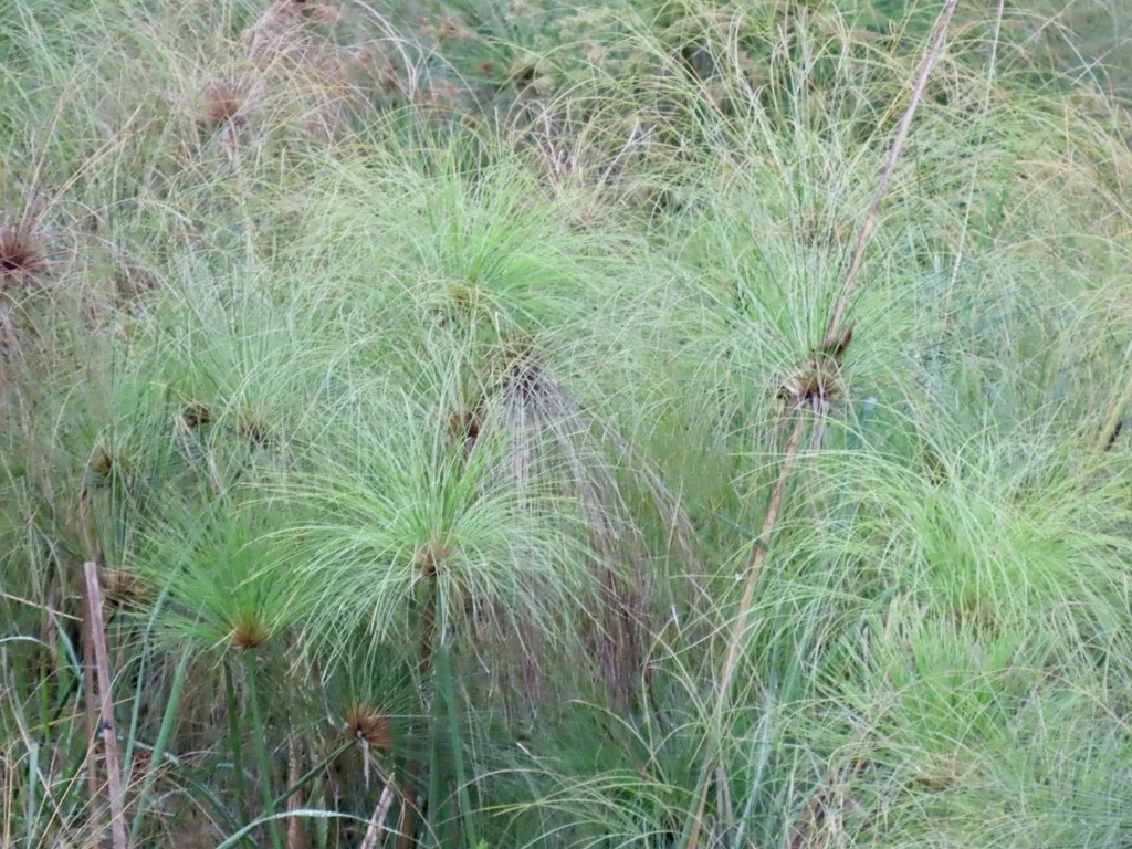 Cyperus Papyrus