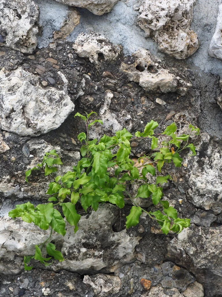 Plumbago Scandens