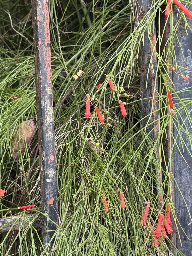 Russelia Equisetiformis