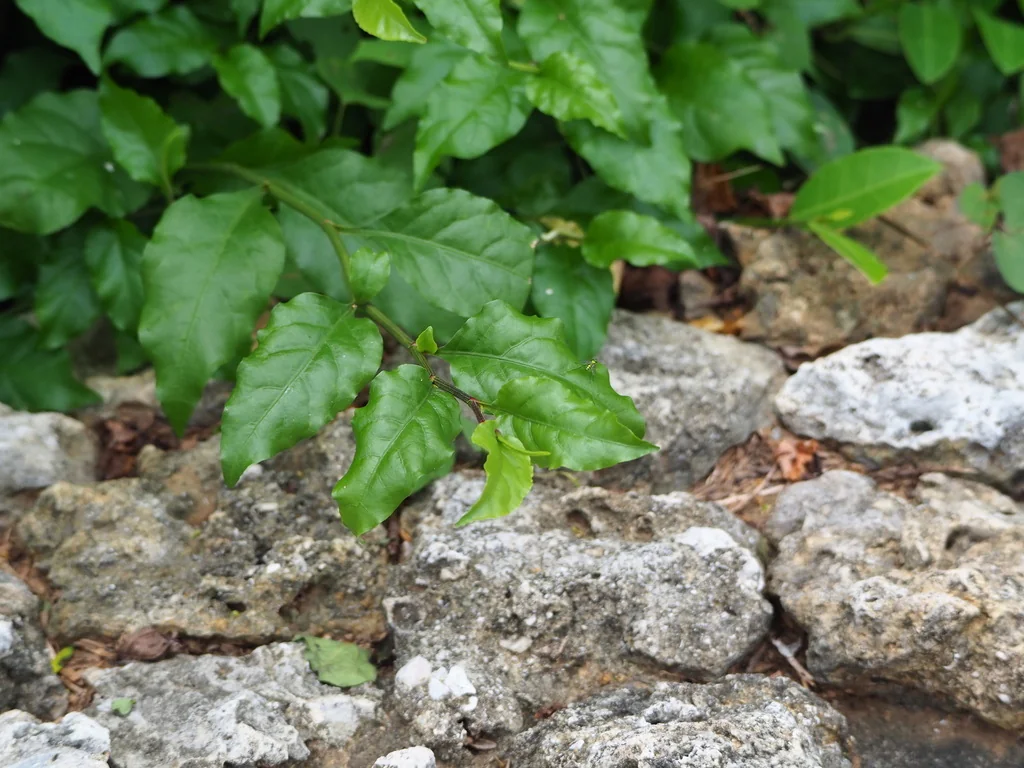 Plumbago Scandens