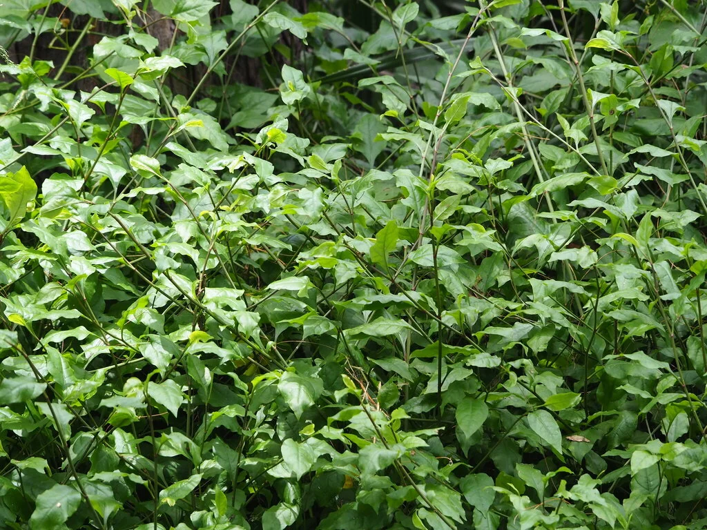 Plumbago Scandens