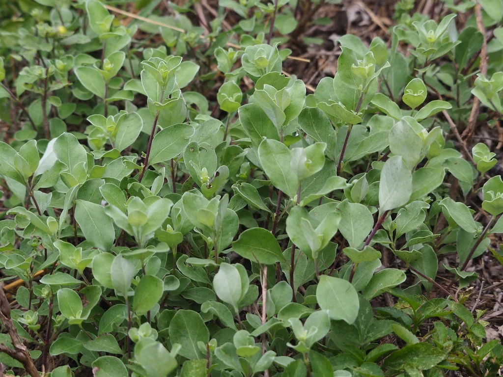 Vitex Rotundifolia