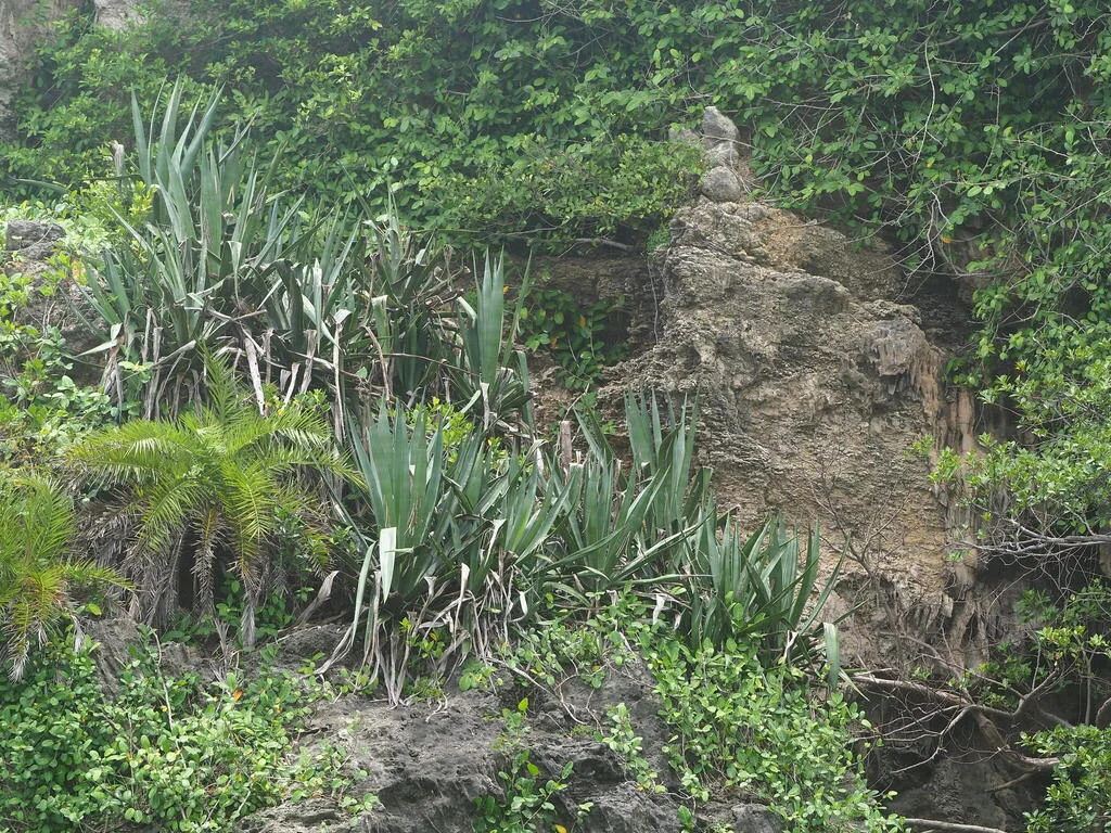 Agave Sisalana
