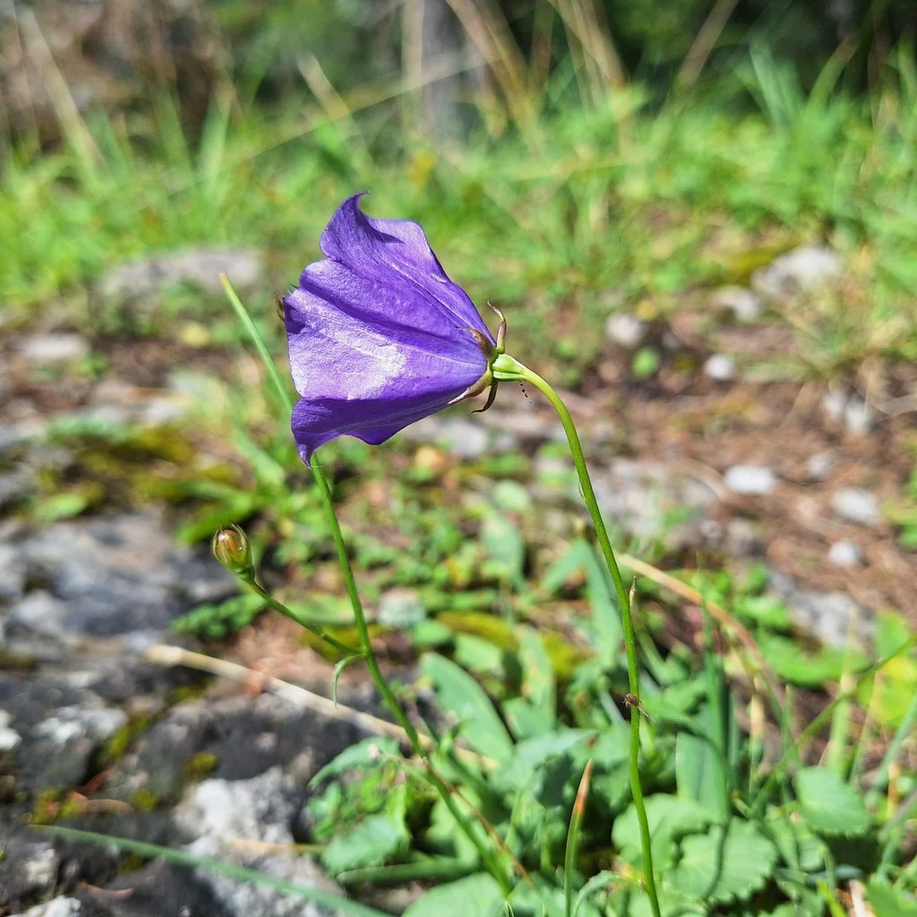 Campanula carpatica