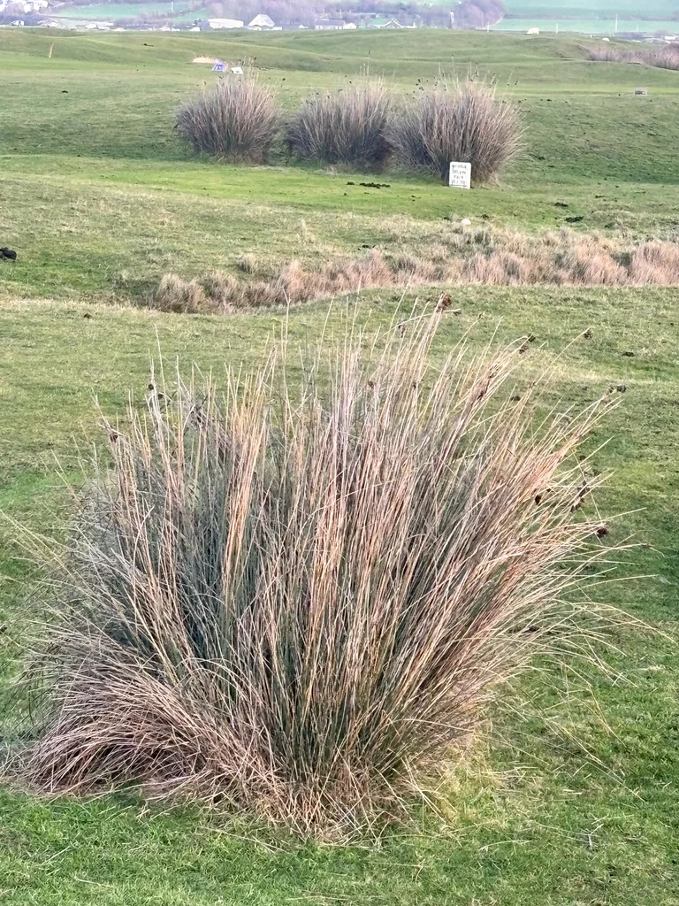 Juncus Acutus