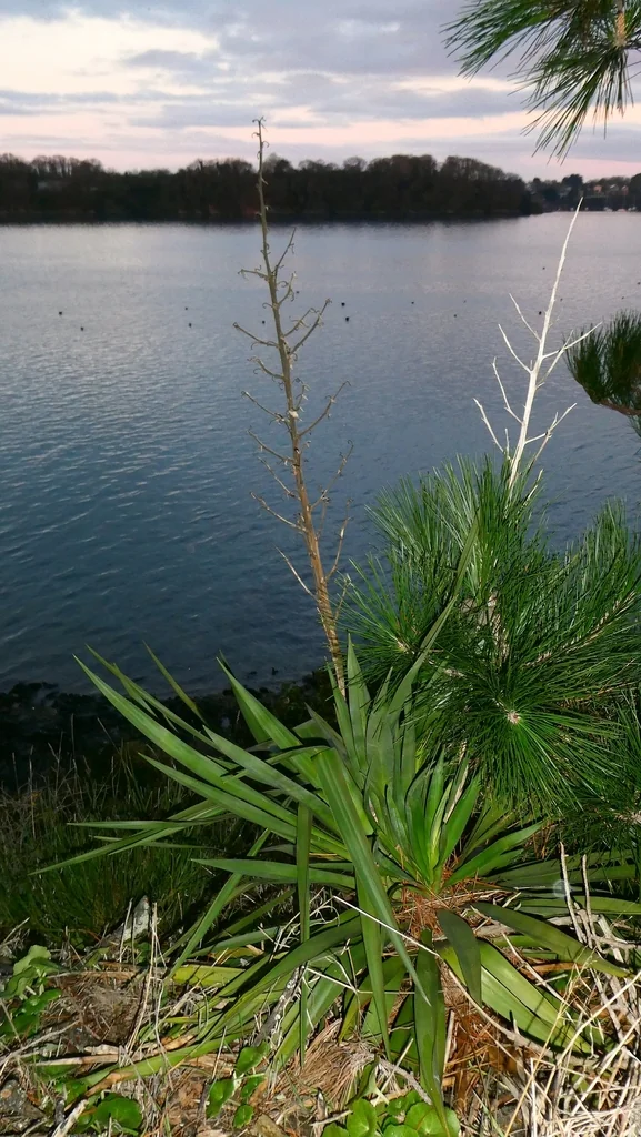 Yucca Gloriosa