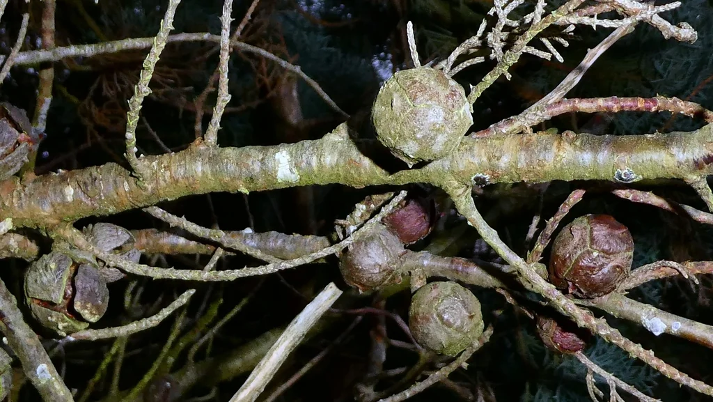 Cupressus Arizonica