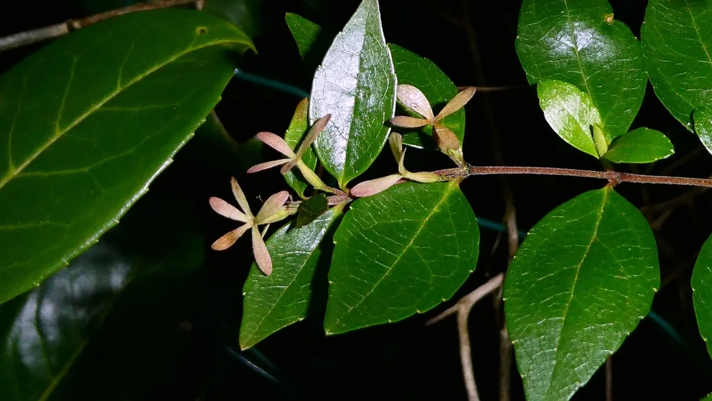 Abelia Chinensis