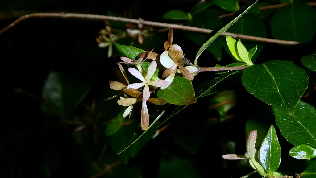Abelia Chinensis