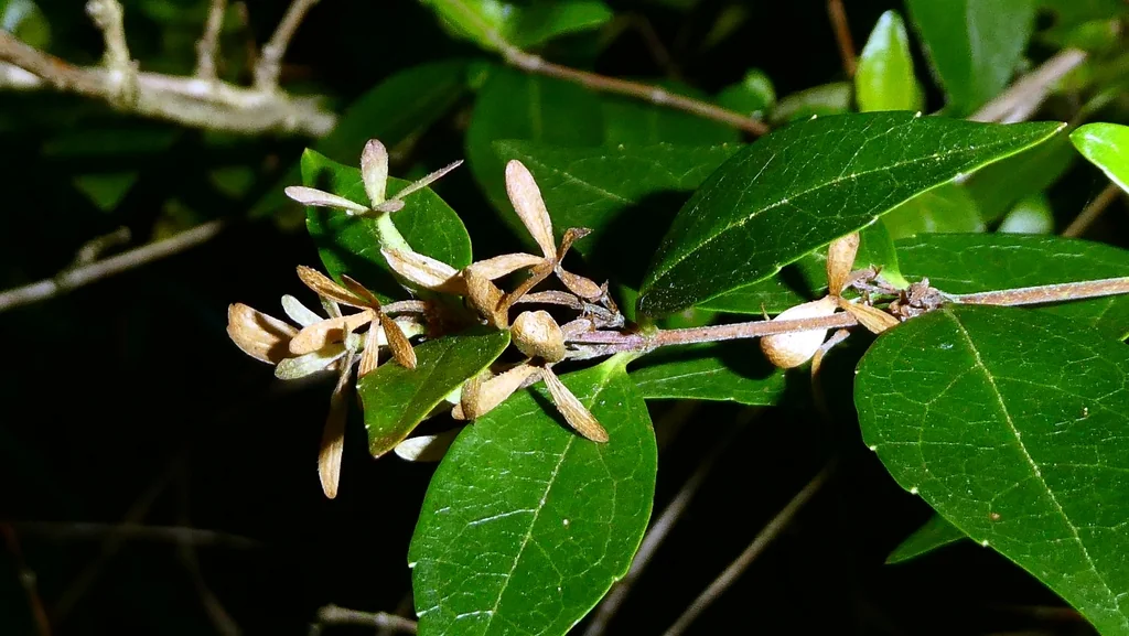 Abelia Chinensis