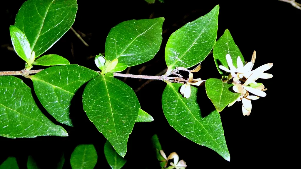 Abelia Chinensis