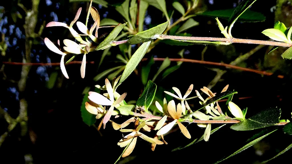 Abelia Chinensis