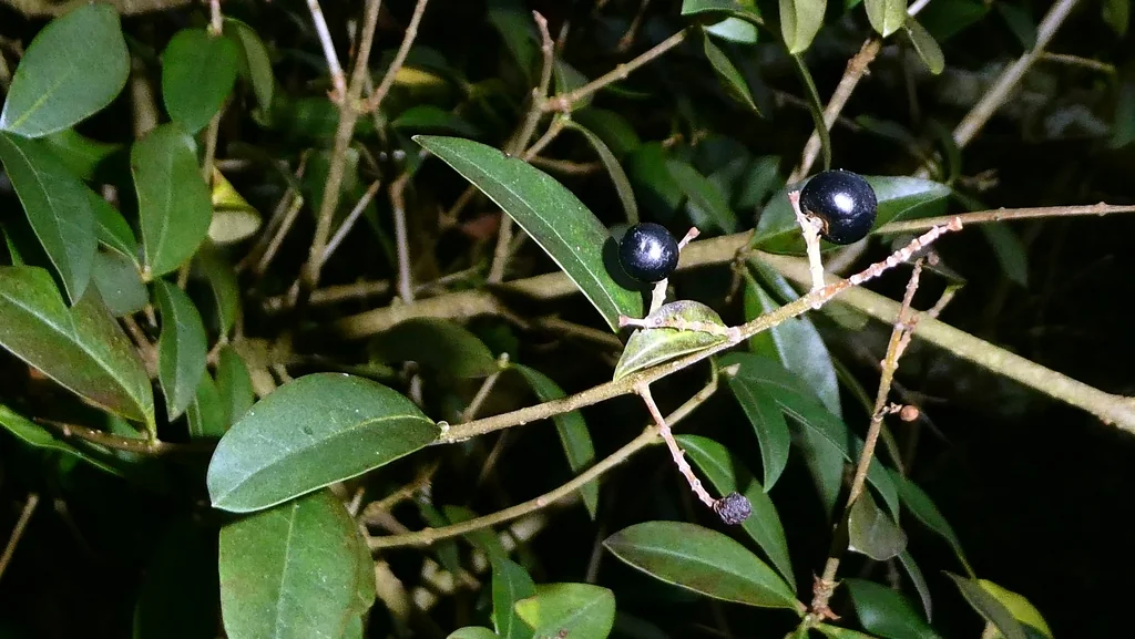 Abelia Chinensis