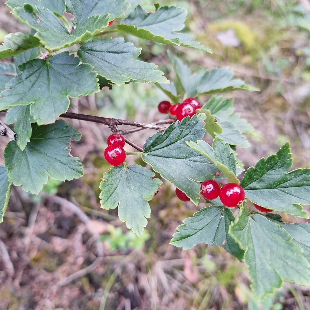Ribes Alpinum