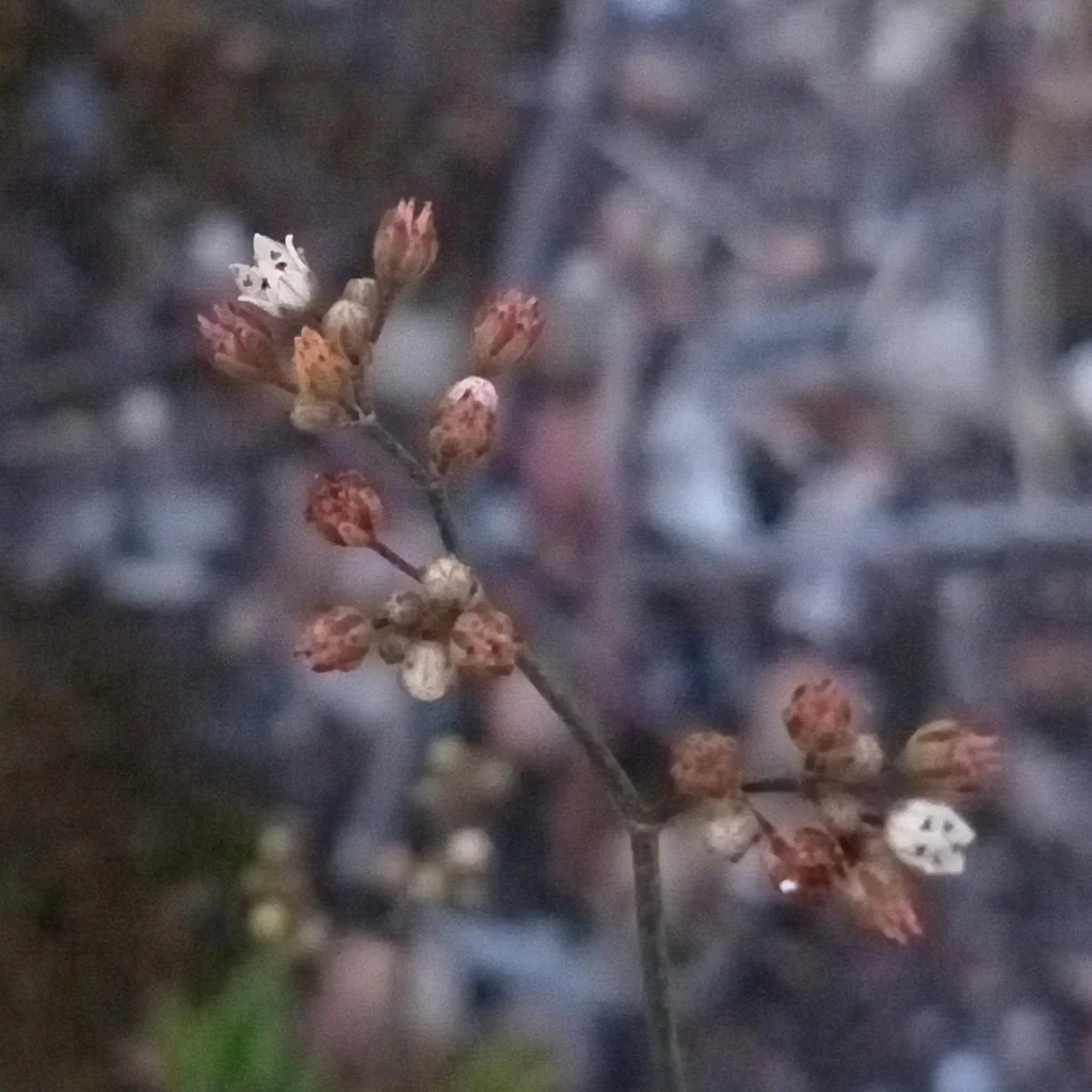Crassula Tetragona