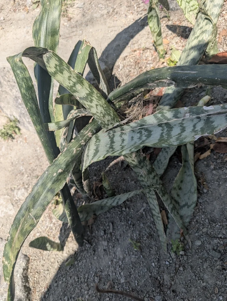 Sansevieria Trifasciata