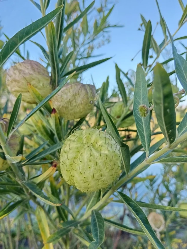 Gomphocarpus Physocarpus