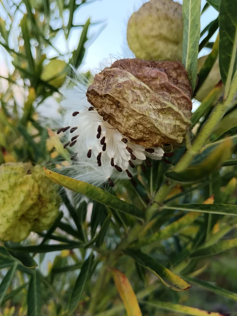 Gomphocarpus Physocarpus