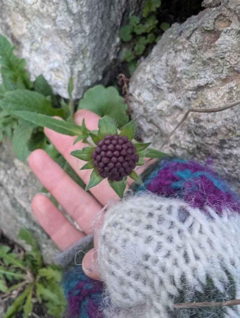 Knautia Macedonica