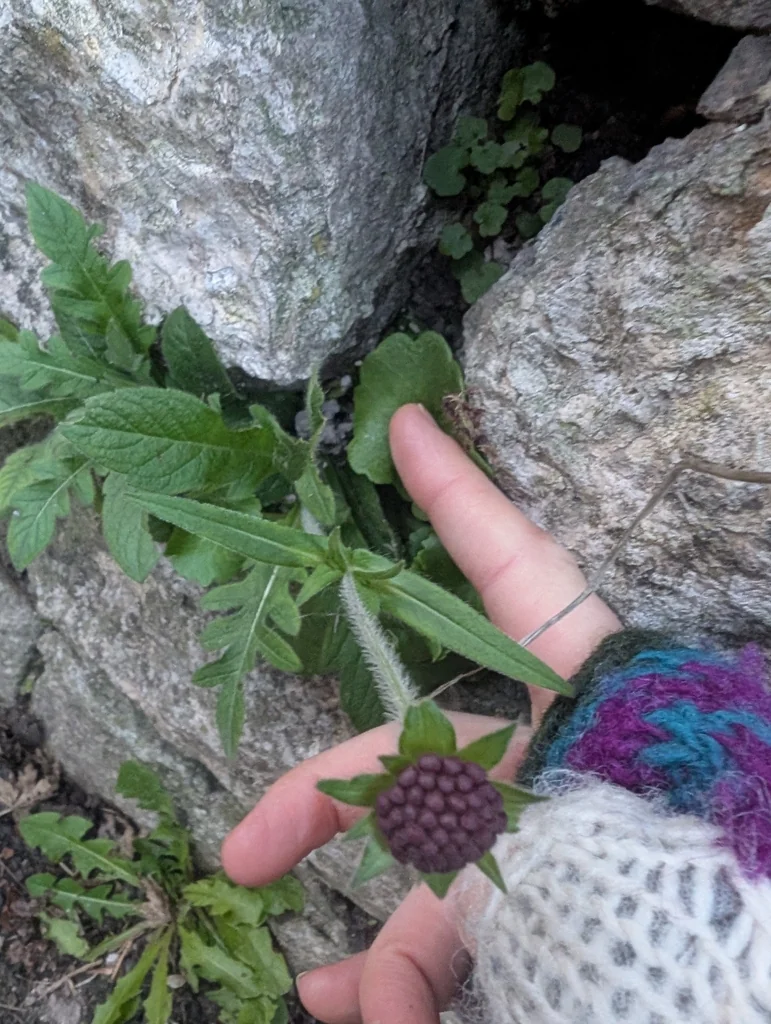 Knautia Macedonica