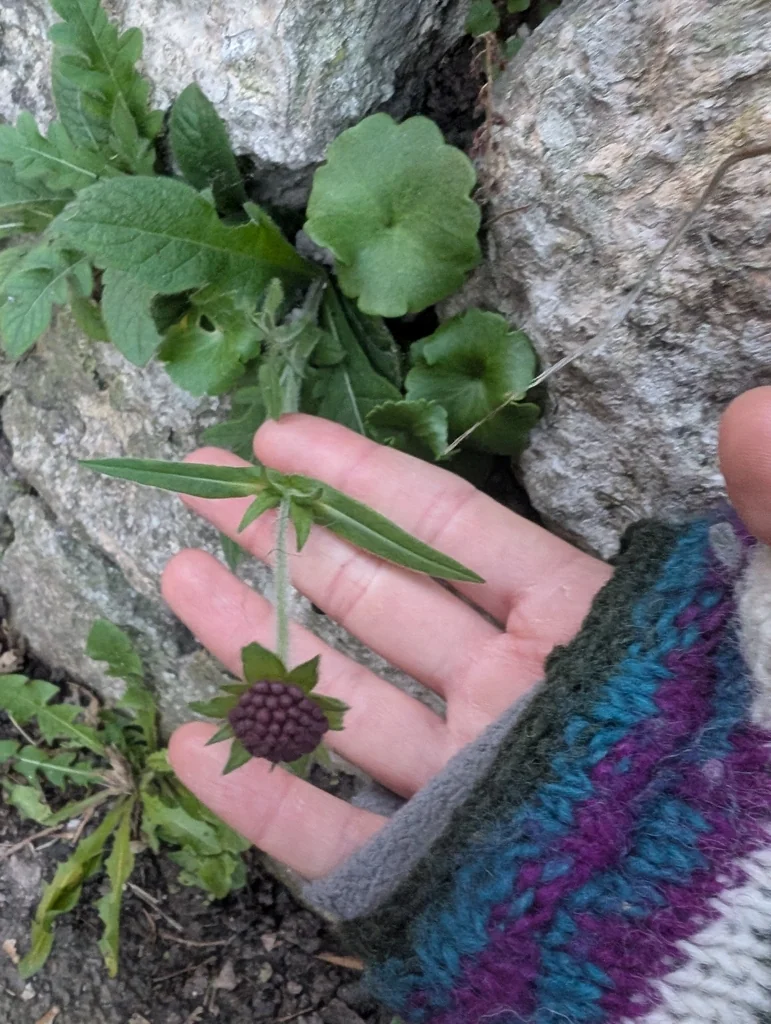 Knautia Macedonica