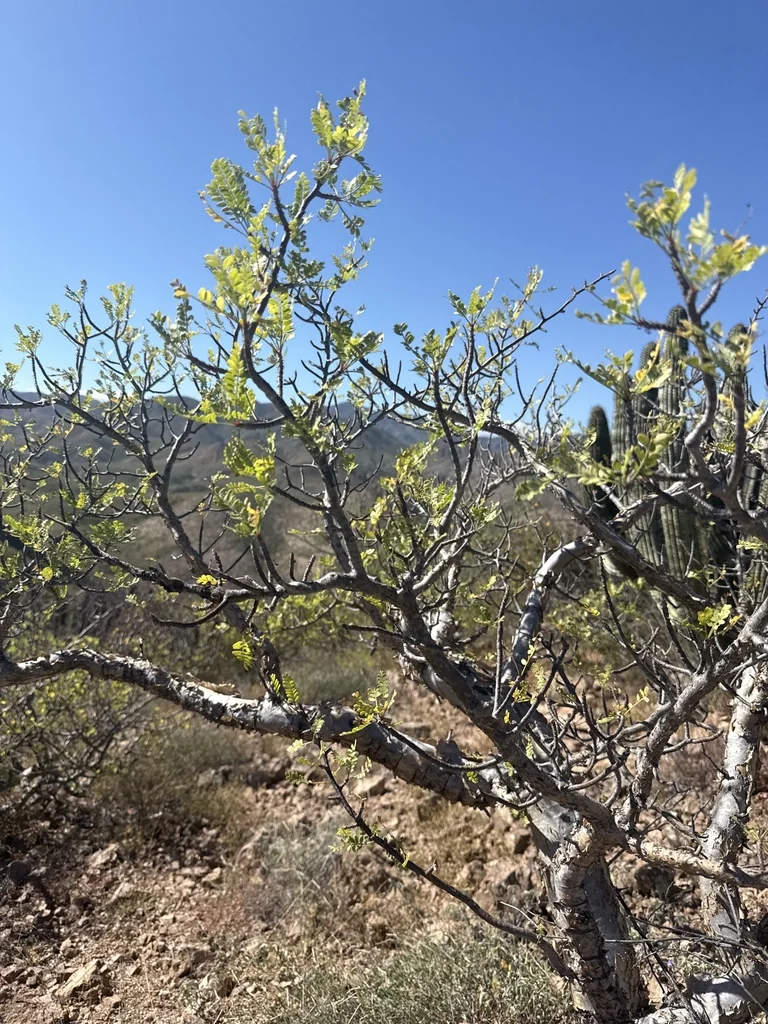 Bursera Microphylla
