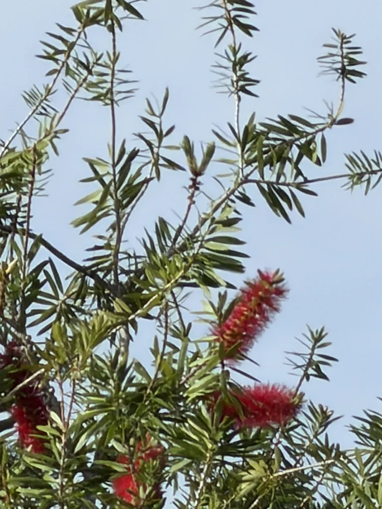Callistemon Viminalis