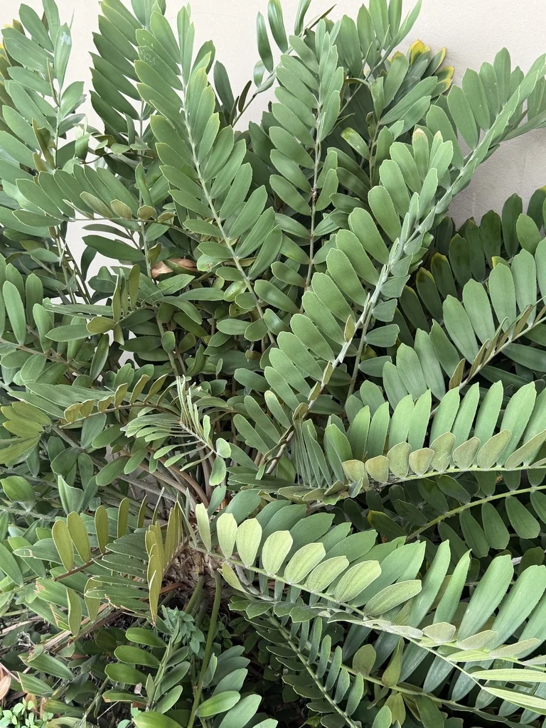 Zamia Furfuracea