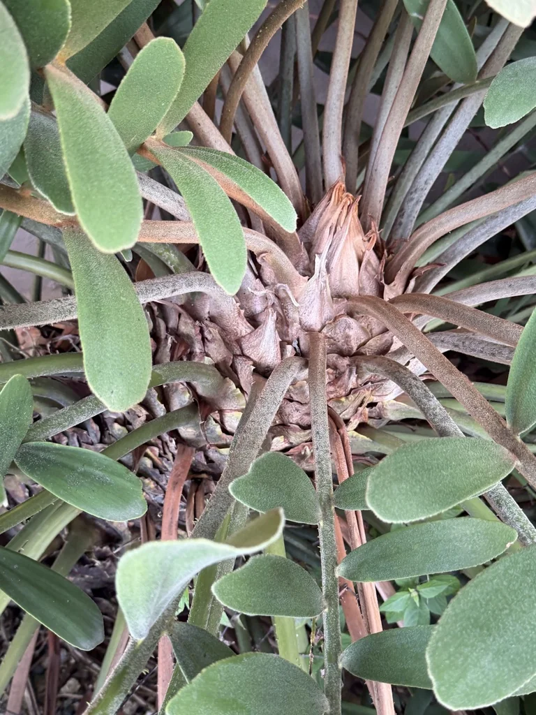 Zamia Furfuracea