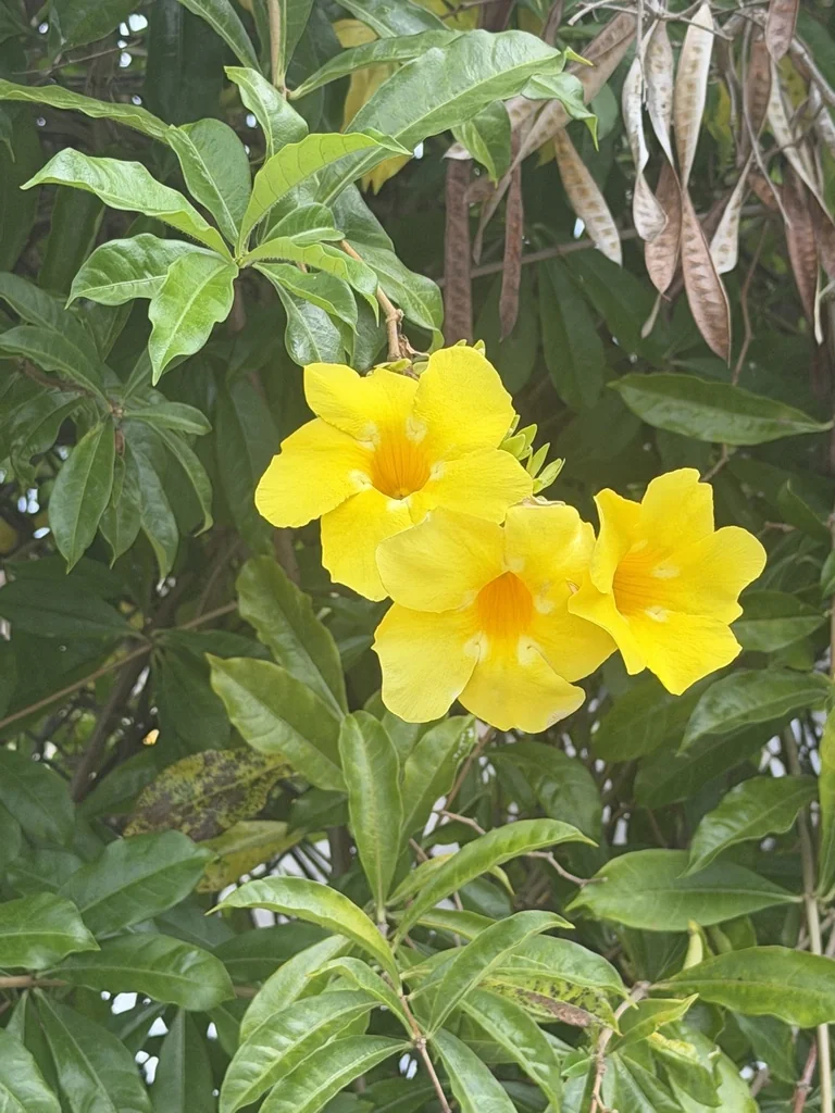 Allamanda Cathartica