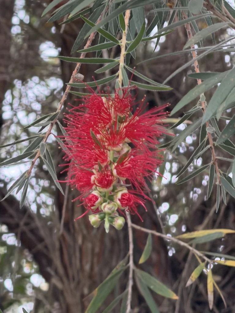 Callistemon Viminalis