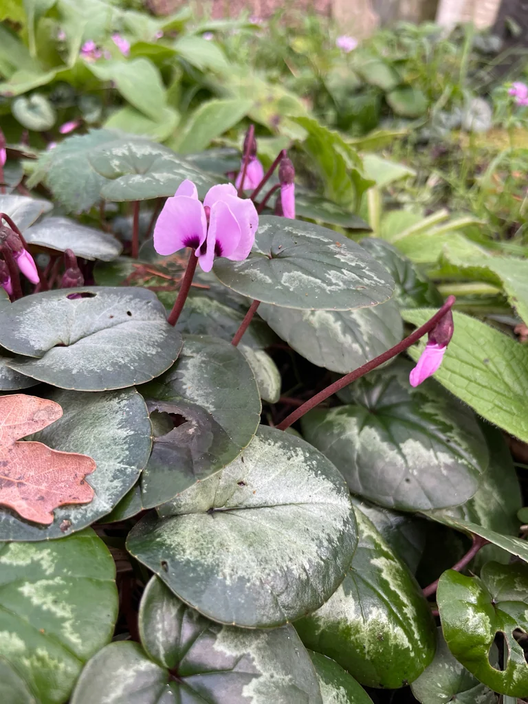 Cyclamen Coum