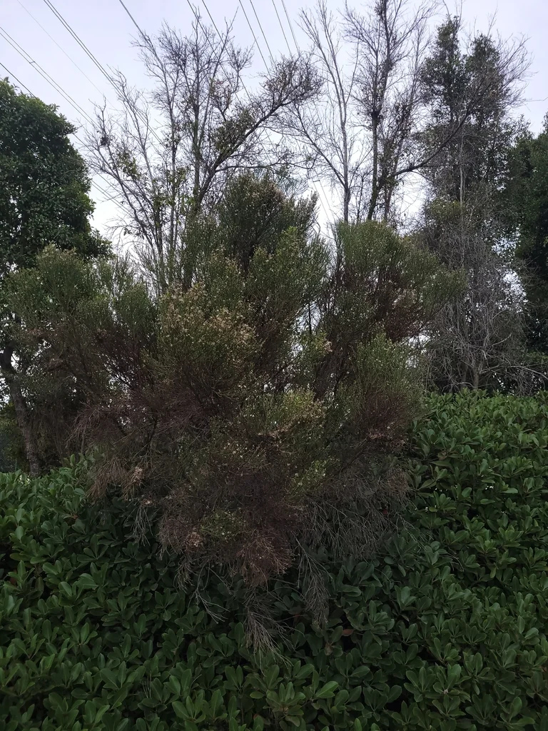 Baccharis Sarothroides