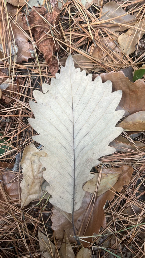Quercus Michauxii
